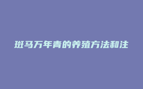 斑马万年青的养殖方法和注意事项