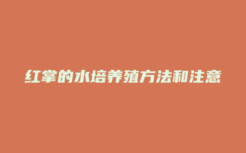 红掌的水培养殖方法和注意事项