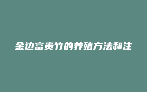 金边富贵竹的养殖方法和注意事项