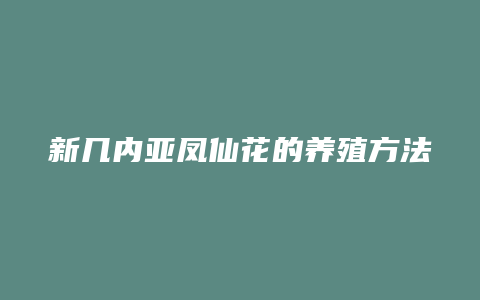 新几内亚凤仙花的养殖方法