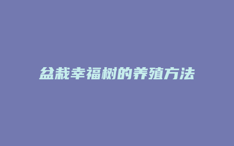 盆栽幸福树的养殖方法