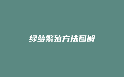 绿萝繁殖方法图解