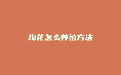 梅花怎么养殖方法