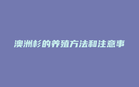 澳洲杉的养殖方法和注意事项