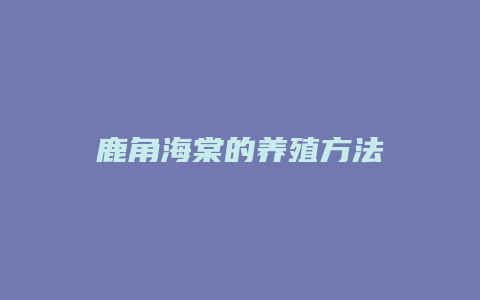 鹿角海棠的养殖方法