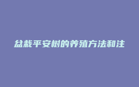 盆栽平安树的养殖方法和注意事项