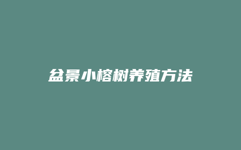 盆景小榕树养殖方法