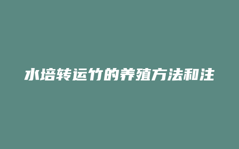 水培转运竹的养殖方法和注意事项