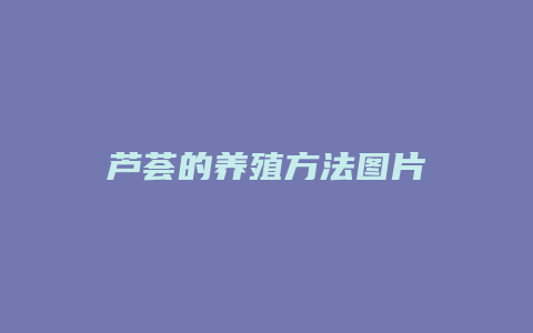 芦荟的养殖方法图片