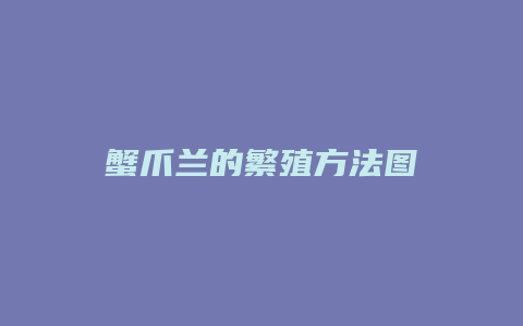 蟹爪兰的繁殖方法图