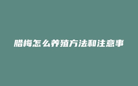 腊梅怎么养殖方法和注意事项