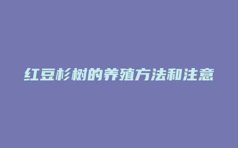 红豆杉树的养殖方法和注意事项