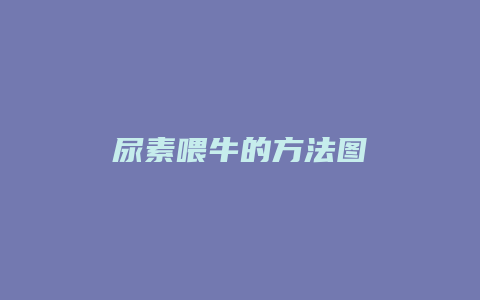 尿素喂牛的方法图