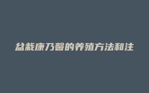 盆栽康乃馨的养殖方法和注意事项