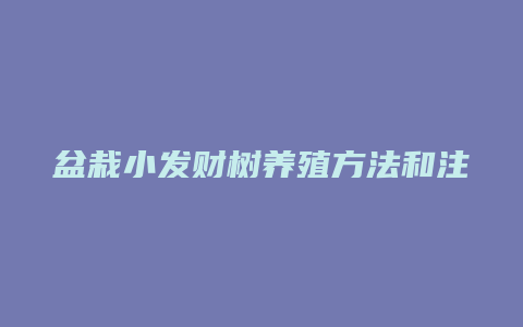 盆栽小发财树养殖方法和注意事项