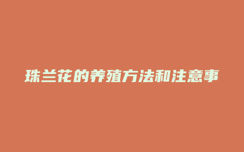 珠兰花的养殖方法和注意事项