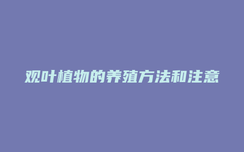 观叶植物的养殖方法和注意事项