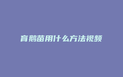 育鹅苗用什么方法视频