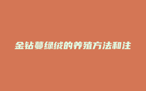 金钻蔓绿绒的养殖方法和注意事项