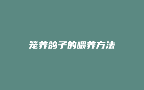 笼养鸽子的喂养方法