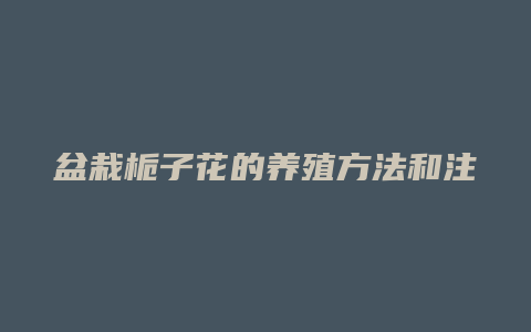 盆栽栀子花的养殖方法和注意事项