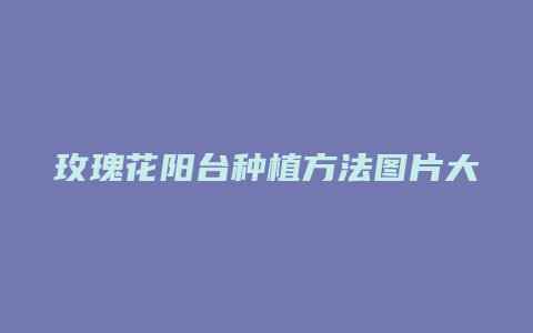 玫瑰花阳台种植方法图片大全