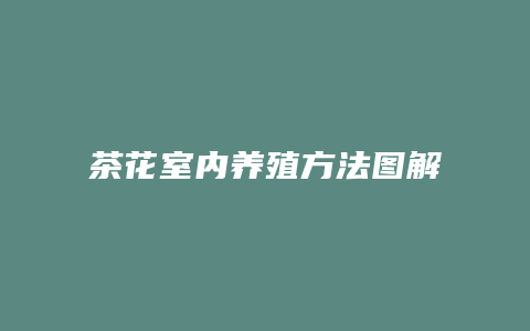 茶花室内养殖方法图解