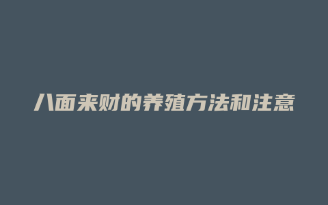 八面来财的养殖方法和注意事项