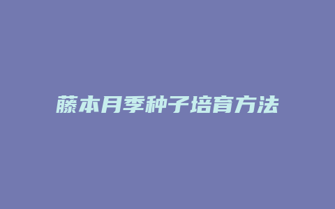 藤本月季种子培育方法