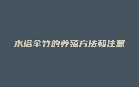 水培伞竹的养殖方法和注意事项