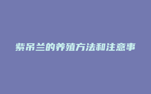 紫吊兰的养殖方法和注意事项