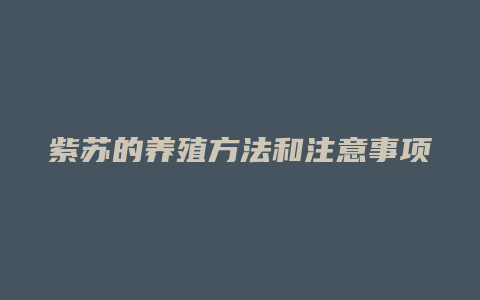 紫苏的养殖方法和注意事项