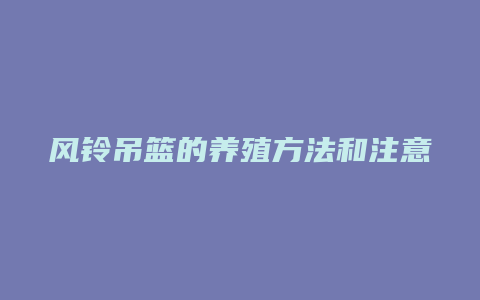 风铃吊篮的养殖方法和注意事项