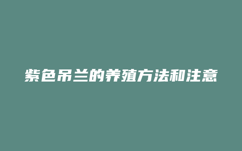 紫色吊兰的养殖方法和注意事项