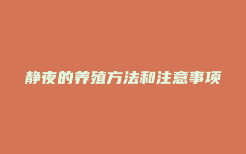 静夜的养殖方法和注意事项