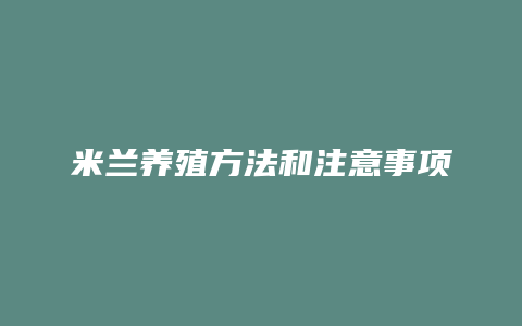 米兰养殖方法和注意事项