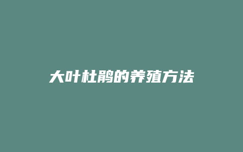 大叶杜鹃的养殖方法