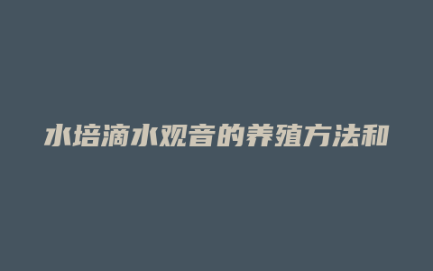 水培滴水观音的养殖方法和注意事项