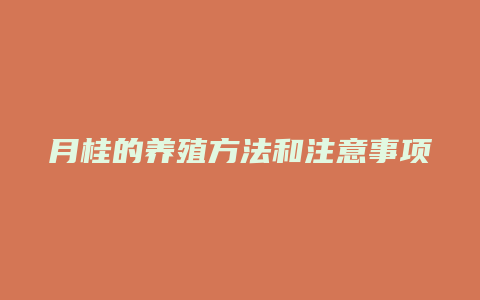 月桂的养殖方法和注意事项