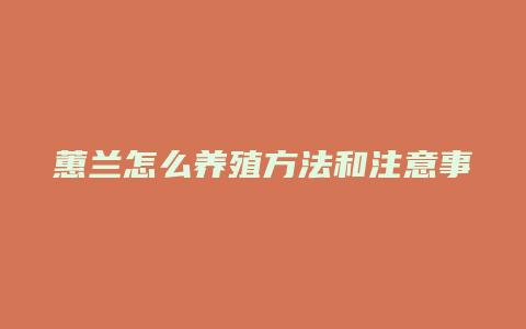 蕙兰怎么养殖方法和注意事项