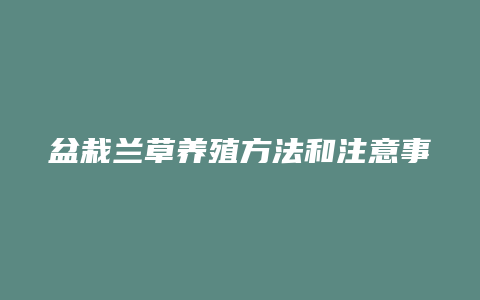 盆栽兰草养殖方法和注意事项