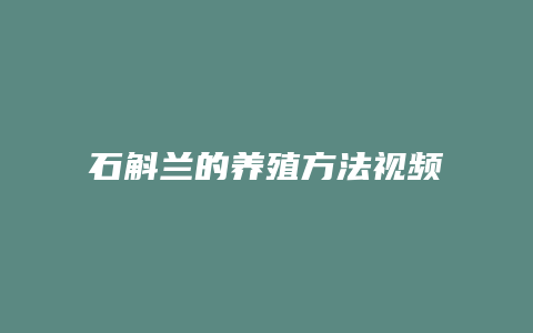 石斛兰的养殖方法视频