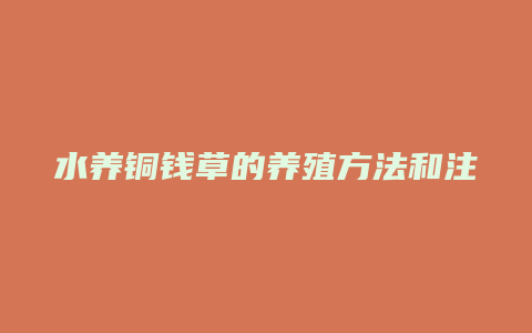 水养铜钱草的养殖方法和注意事项