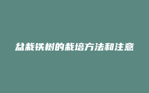 盆栽铁树的栽培方法和注意事项