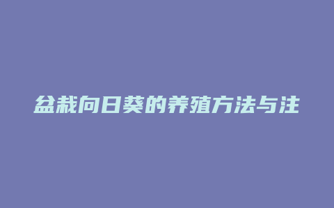 盆栽向日葵的养殖方法与注意事项