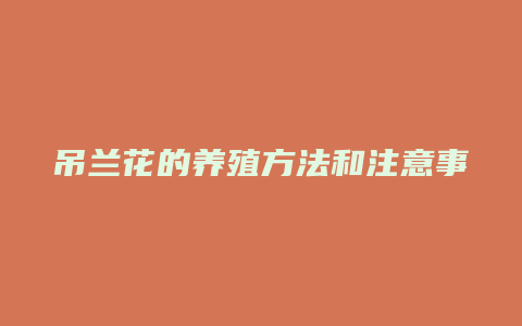 吊兰花的养殖方法和注意事项