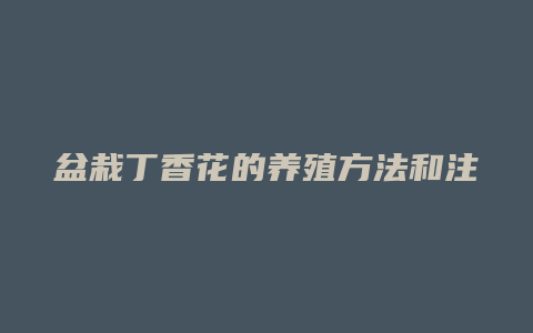 盆栽丁香花的养殖方法和注意事项