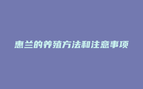 惠兰的养殖方法和注意事项