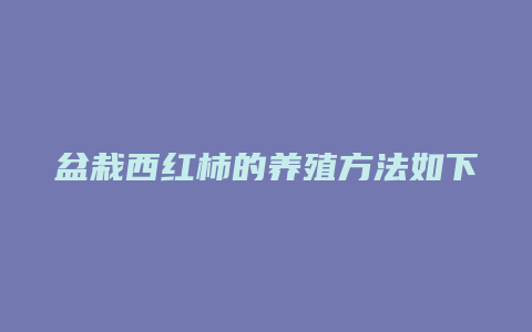 盆栽西红柿的养殖方法如下