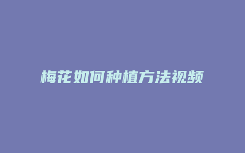 梅花如何种植方法视频